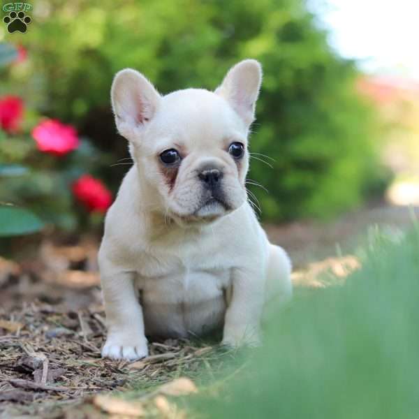 Charlotte, French Bulldog Puppy